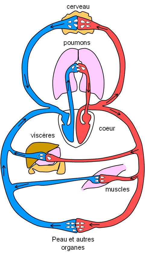 Laugmentation du membre sans opération pour