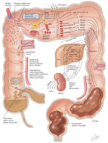 role des probiotiques role des probiotiques
